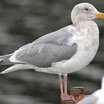 Glaucous-winged Gull